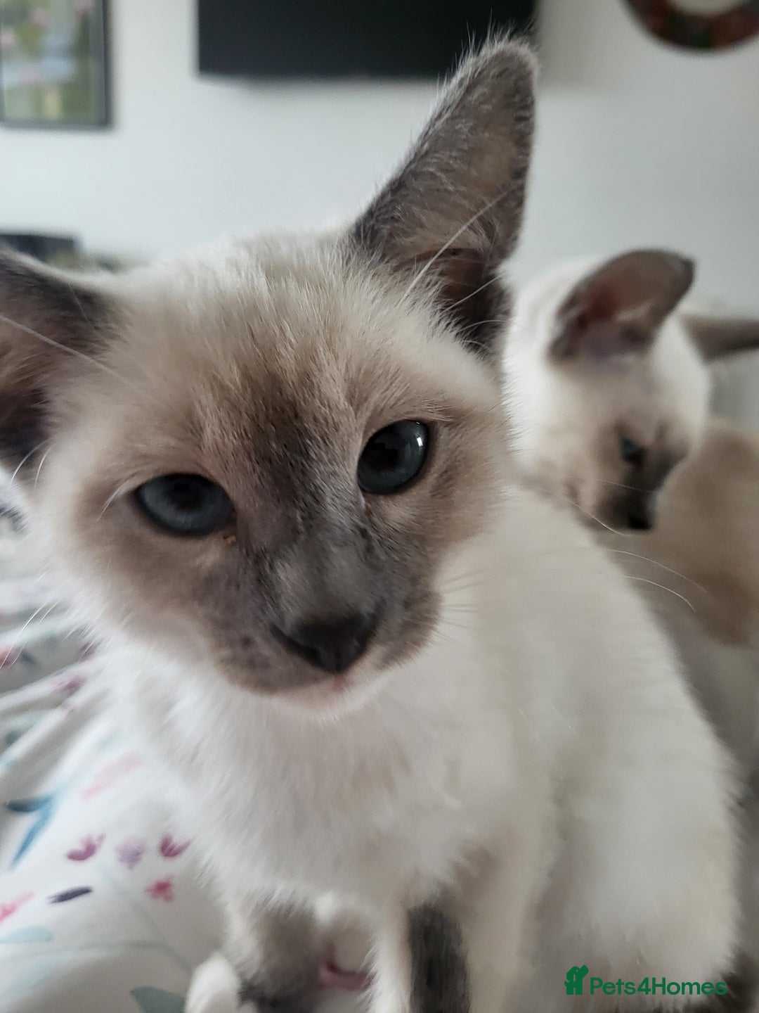 Snowshoe cats for sale: Rare Pedigree TICA Snowshoe Kittens -ONLY ONE LEFT - Advert 14