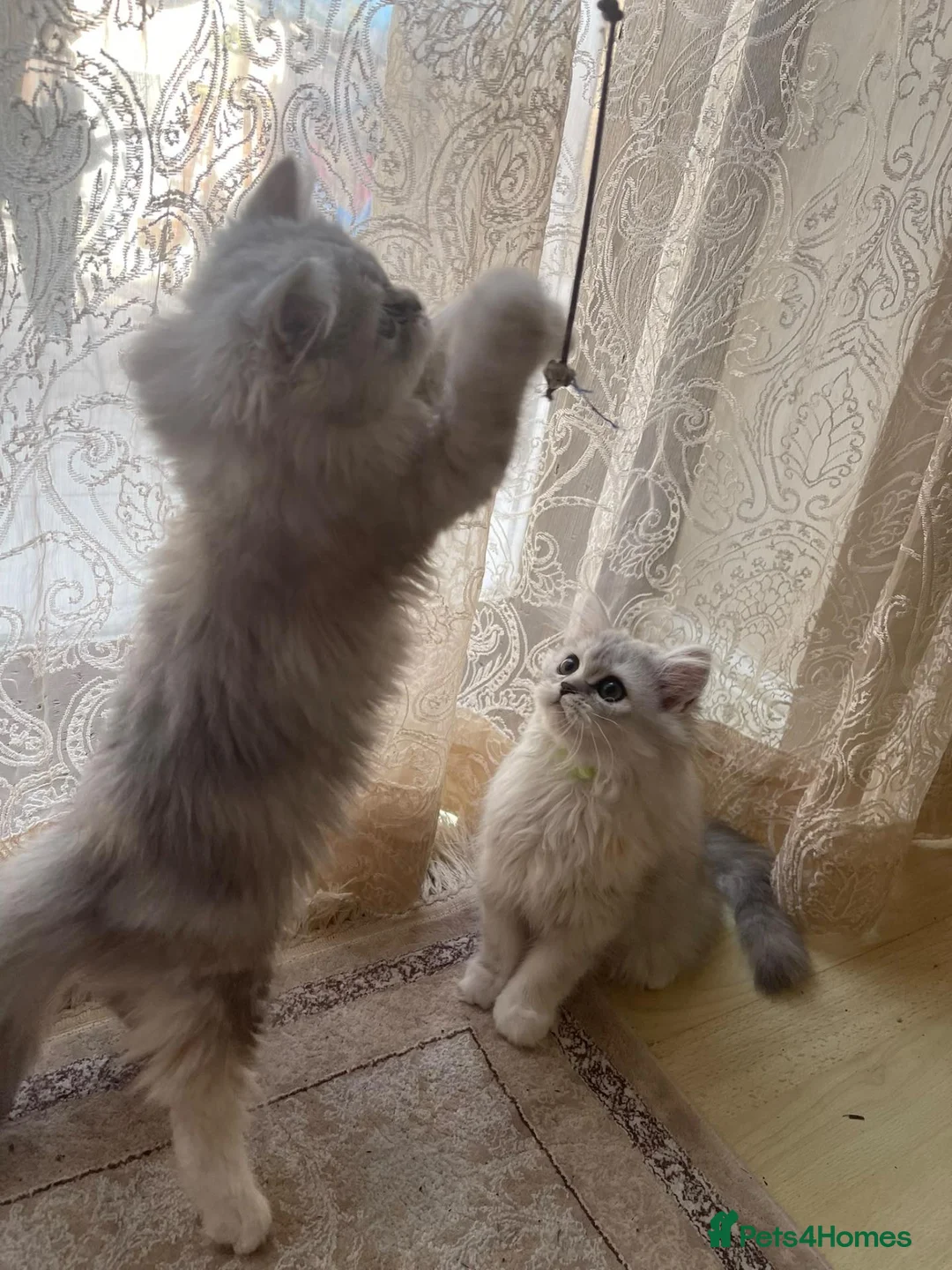 Persian cats for sale: Beautiful Persian Kittens Looking for Loving Homes - Advert 7