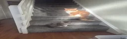 Maine Coon cats for sale:  HANDSOME MAINE COON BOY LOOKING FOR HIS HOME  - Advert 3