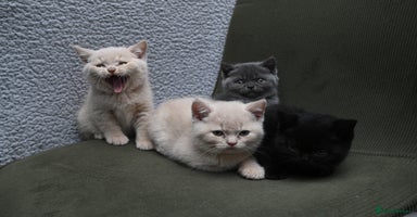 British Shorthair cats - Advert 3