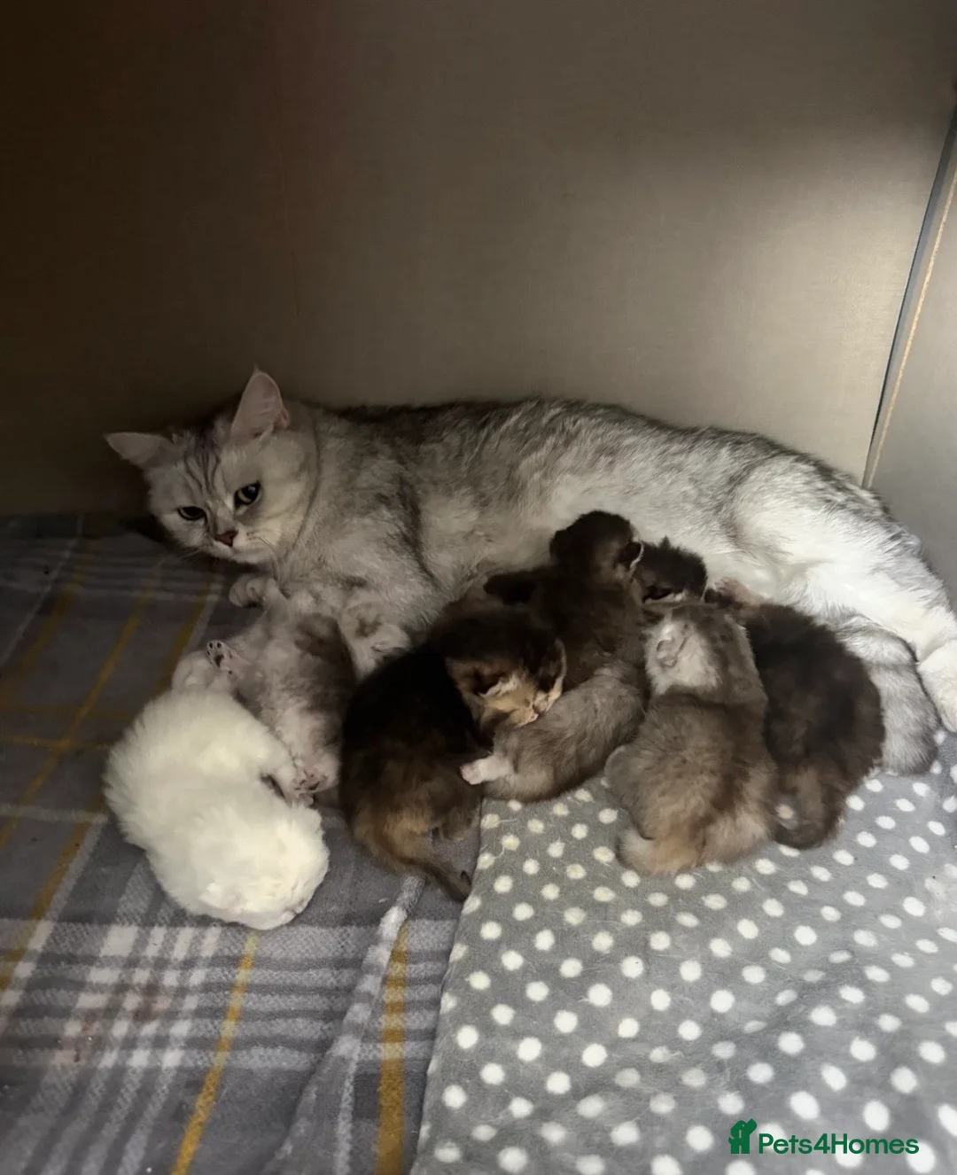 British Shorthair cats for sale: British Shorthair Chinchilla Female Kittens - Advert 15