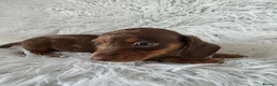 Miniature Dachshund dogs for sale: KC PRA CLEAR DAPPLE BOYS - Advert 2