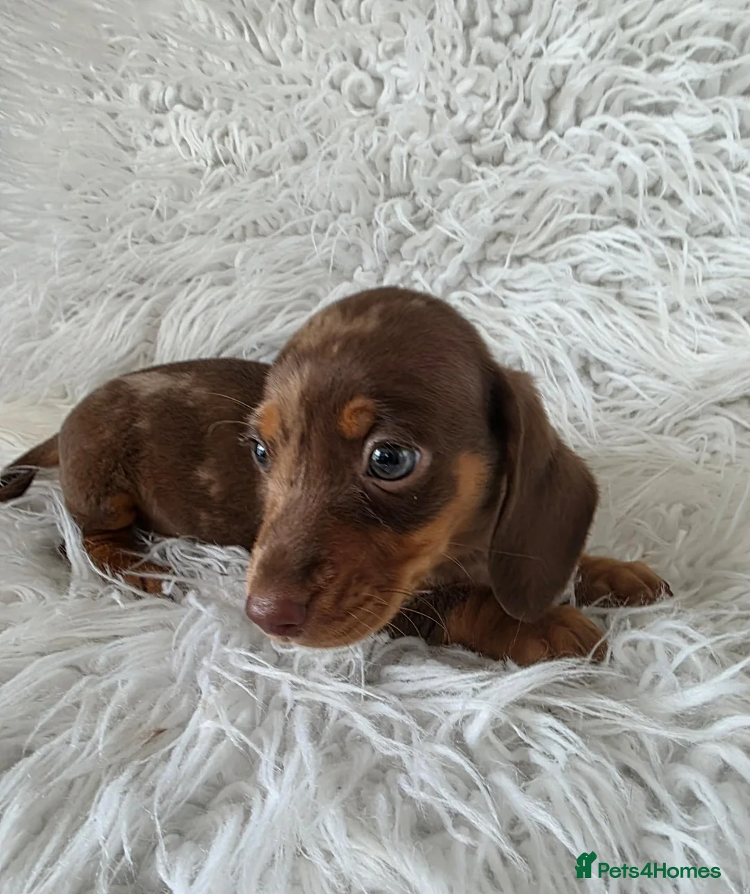 Miniature Dachshund dogs for sale: KC PRA CLEAR DAPPLE BOYS - Advert 2