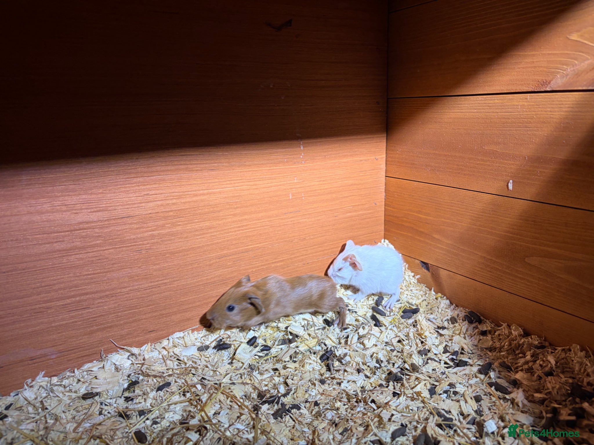 Guinea Pig rodents Guinea pig babies FOR SALE - Advert 1