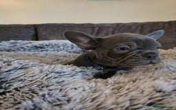 French Bulldog dogs for sale: 5 Beautiful French bulldogs - Image 2