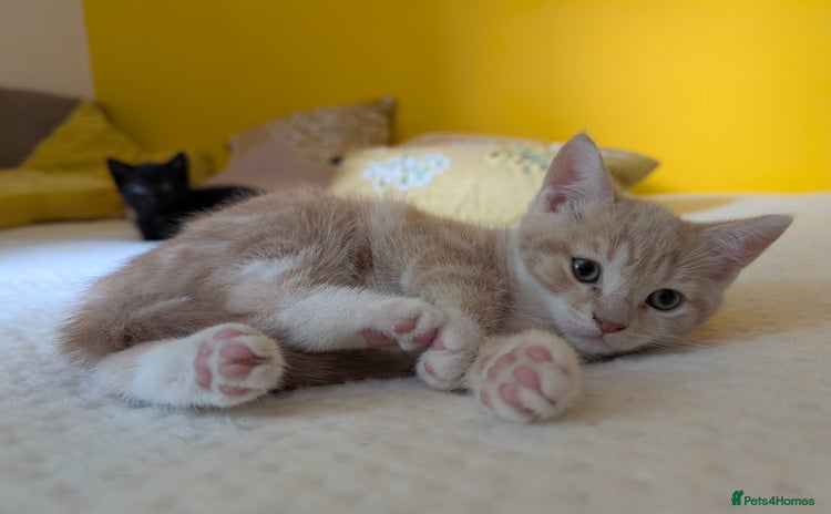 Domestic Shorthair cats - Advert 10