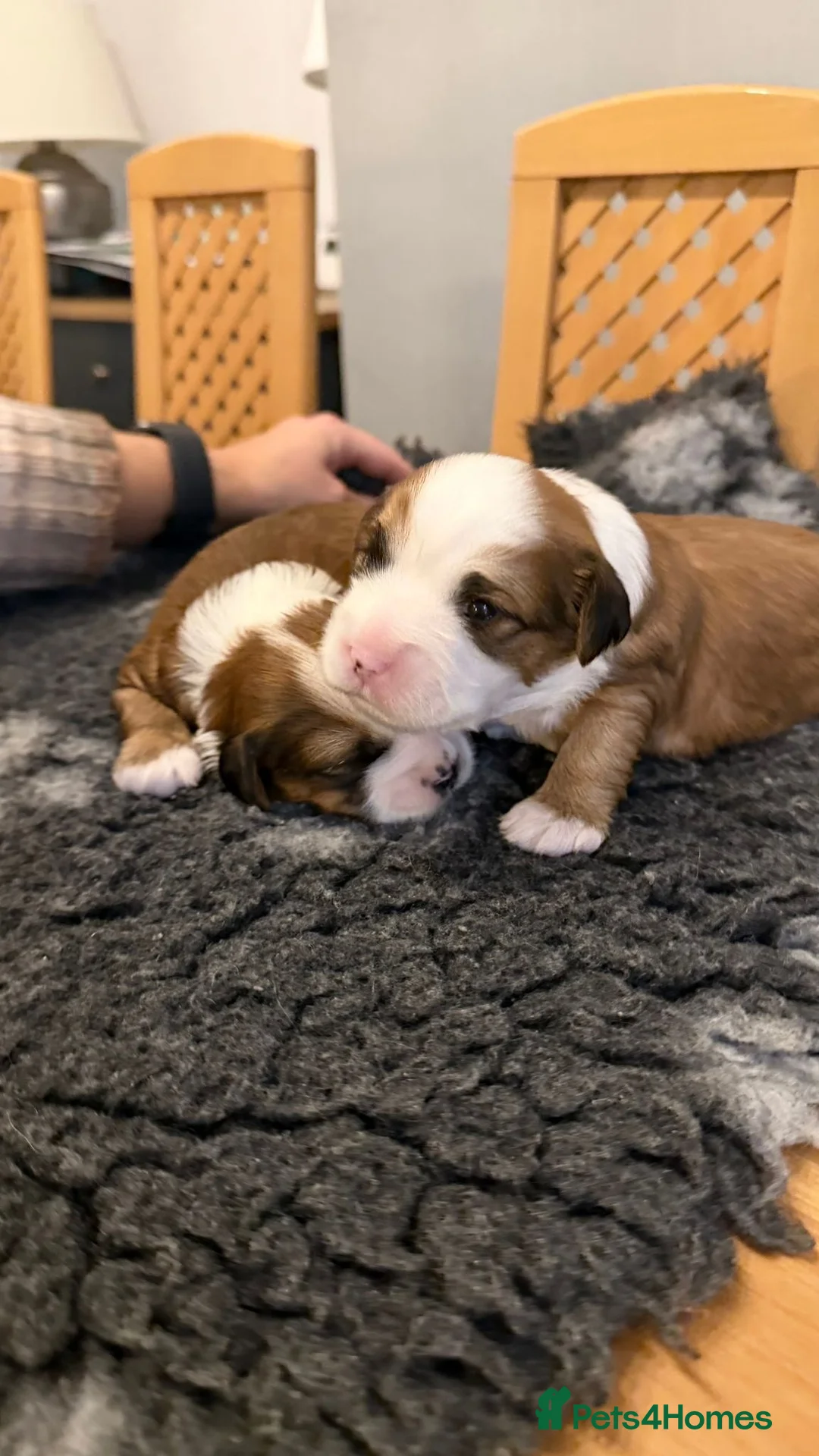 Tibetan Terrier dogs for sale: Kennel club registered Tibetan terrier puppies  - Advert 7