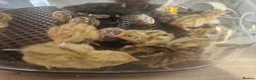 Quail poultry for sale: 🥚🐣 COTURNIX QUAIL EGGS FOR SALE! 🐣🥚 in Derby - Advert 5
