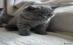 British Shorthair cats for sale: GCCF British Shorthair Kittens Champion Bloodlines - Image 13