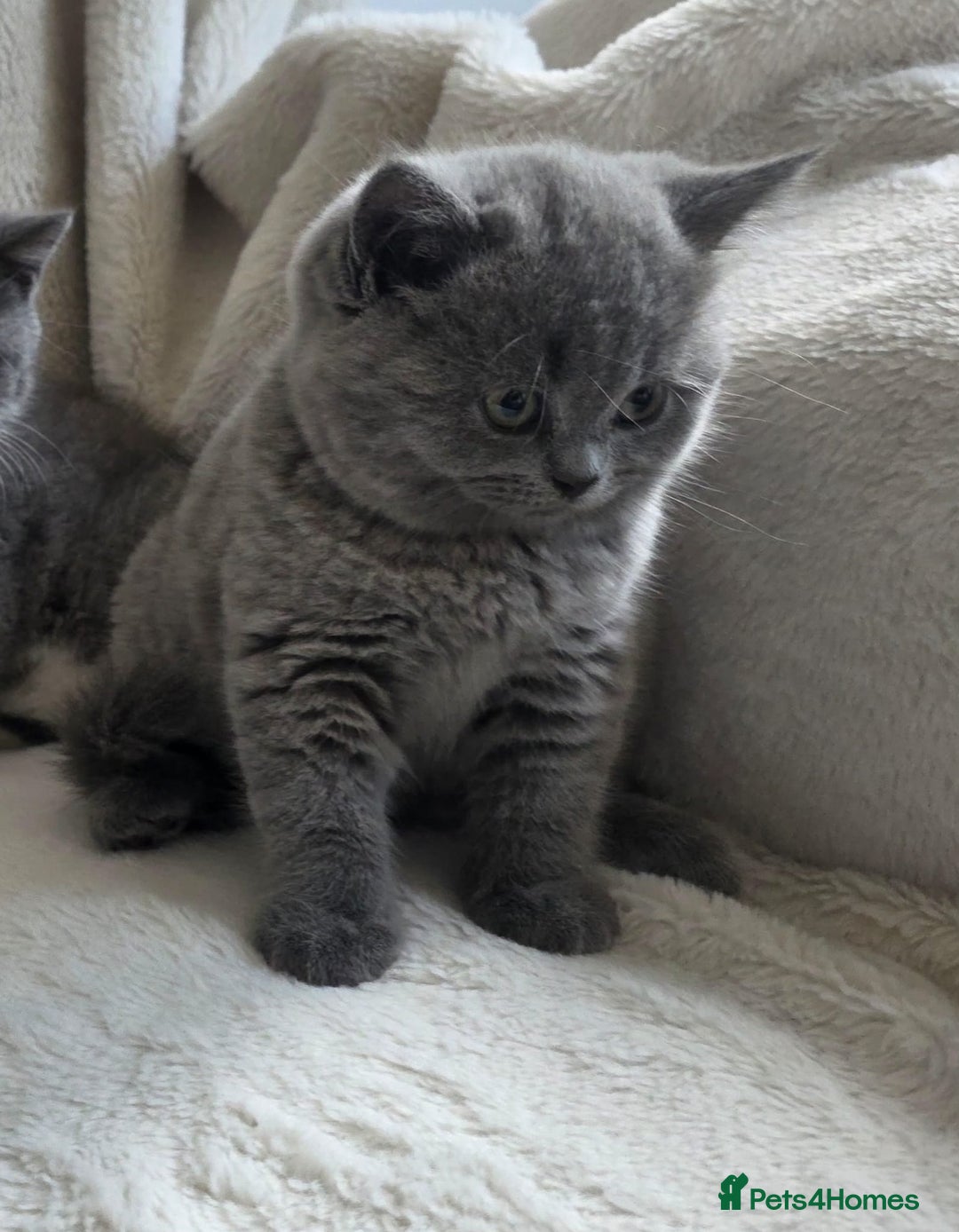 British Shorthair cats for sale: GCCF British Shorthair Kittens Champion Bloodlines - Image 13