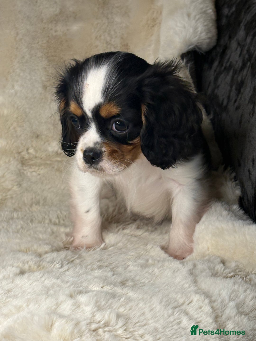 Cavalier King Charles Spaniel dogs for sale: Health tested cavalier puppies  - Advert 23