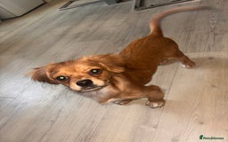 Mixed Breed dogs for sale: For sale 7 months old  - Image 2