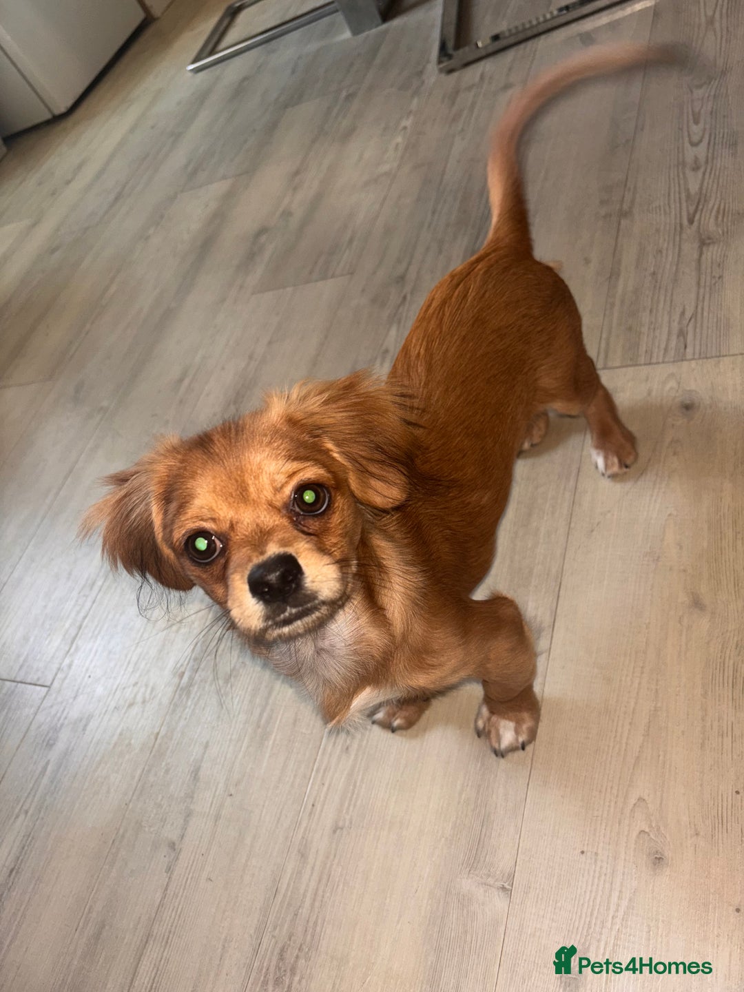 Mixed Breed dogs for sale: For sale 7 months old  - Image 2