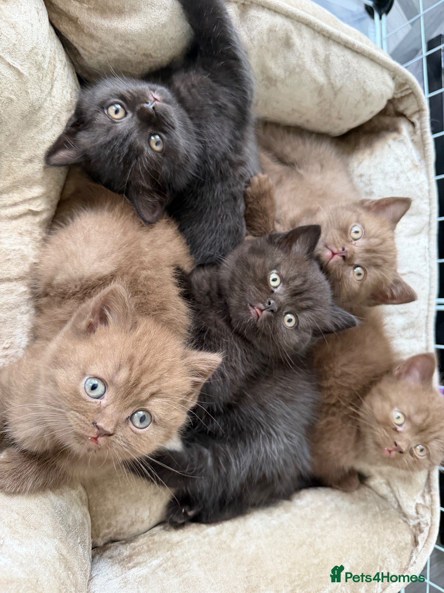 British Shorthair cats GCCF Registered Chocolate BSH kittens  - Advert 2
