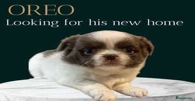 Chihuahua dogs - Advert 5