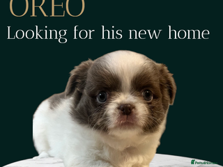 Chihuahua dogs - Advert 9