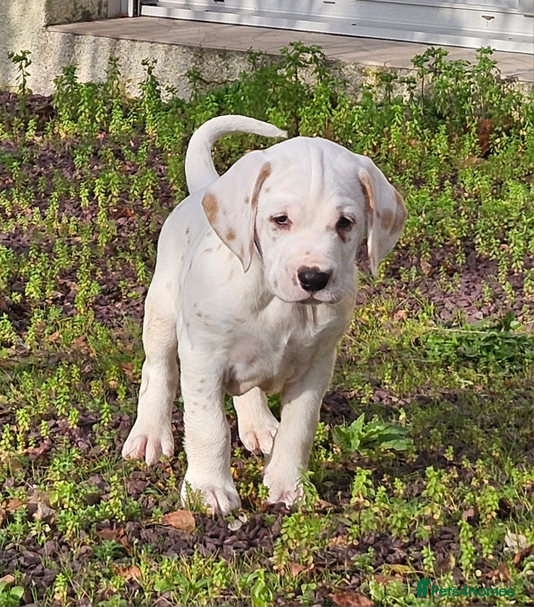 Dalmatian dogs for sale: Top quality Dalmatian puppies - Advert 8