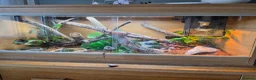 Bearded Dragon reptiles for sale: Beaded dragon  - Advert 5
