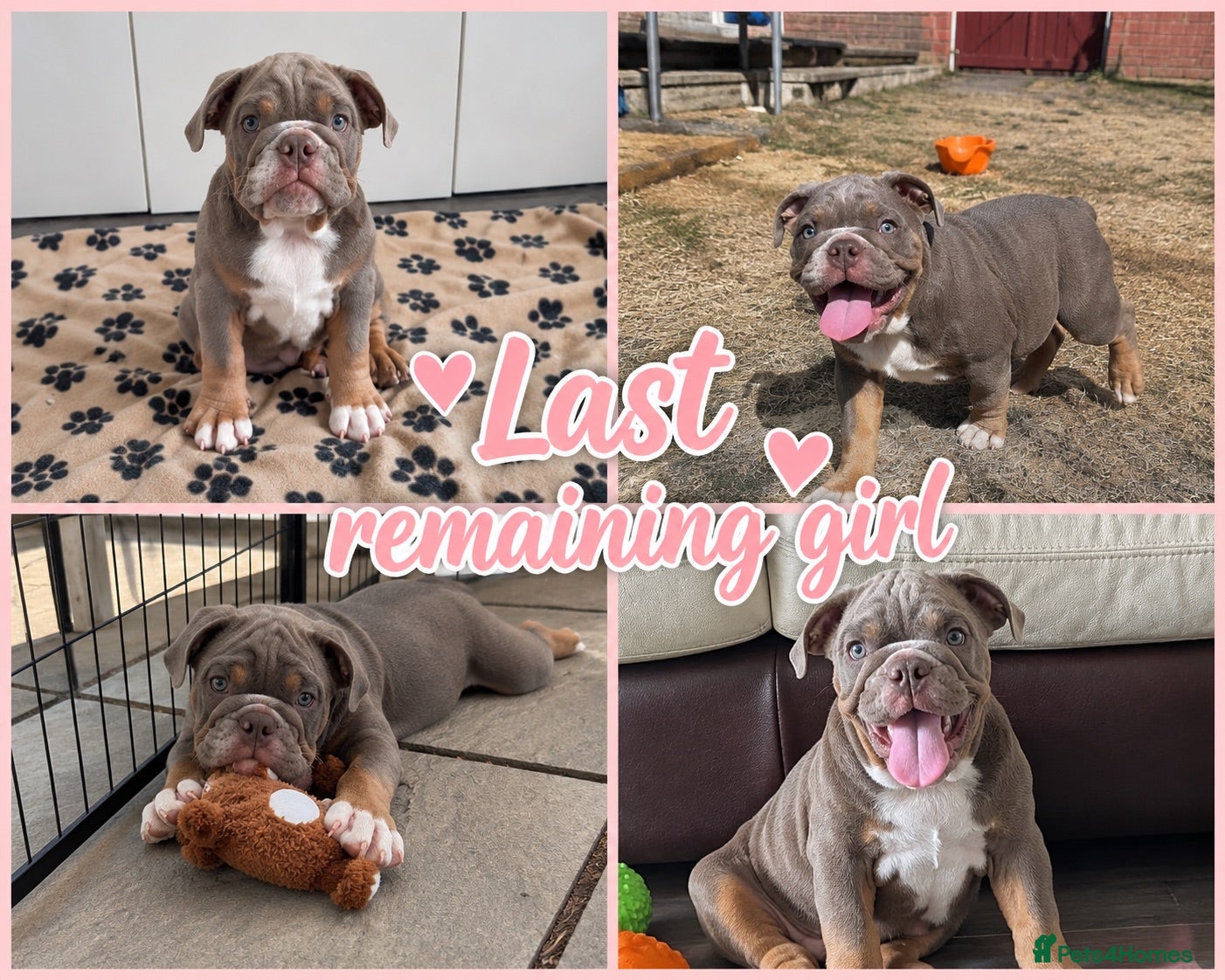 English Bulldog dogs *LAST REMAINING GIRL* English Bulldog  - Advert 1