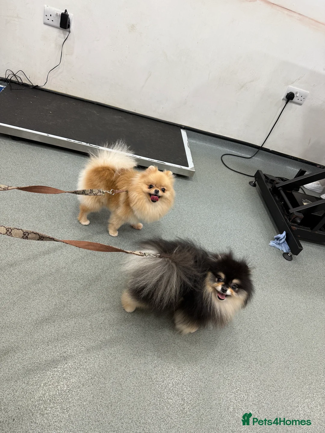 Pomeranian dogs for stud: 1.8 kg Black and Tan STUD True to type  - Advert 9