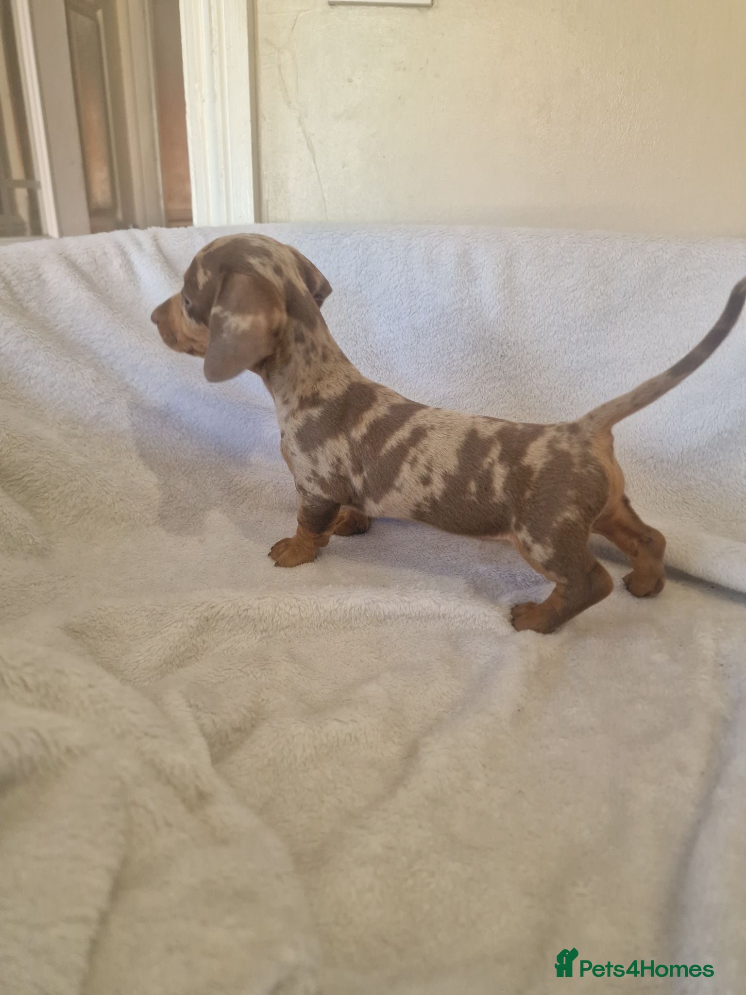 Miniature Dachshund dogs Beautiful miniature daschunds  - Advert 5