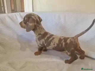 Miniature Dachshund dogs Beautiful miniature daschunds - Advert 4