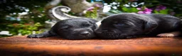 Labrador Retriever dogs for sale: Beautiful Yellow and Black KC Puppys - Advert 8