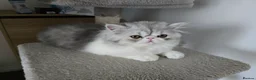 Persian cats for sale: Persian Kittens Extreme Punch Face – Bi-Color GCCF - Advert 20