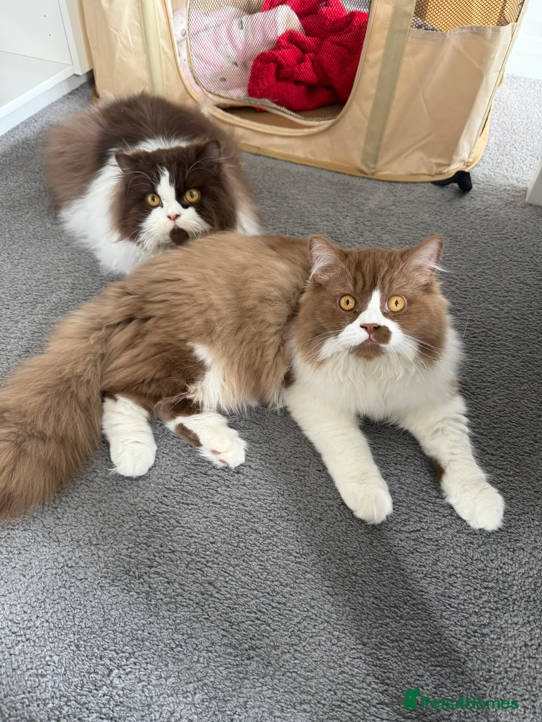British Longhair cats for stud: British longhair GCCF registered male for stud - Advert 9