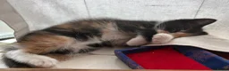 Mixed Breed cats for sale: Adorable kittens ready for loving homes - Advert 26