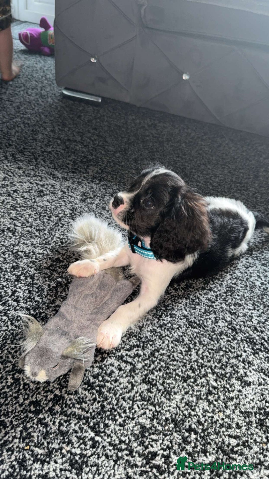 Cavalier King Charles Spaniel dogs for sale: king charles  - Image 5