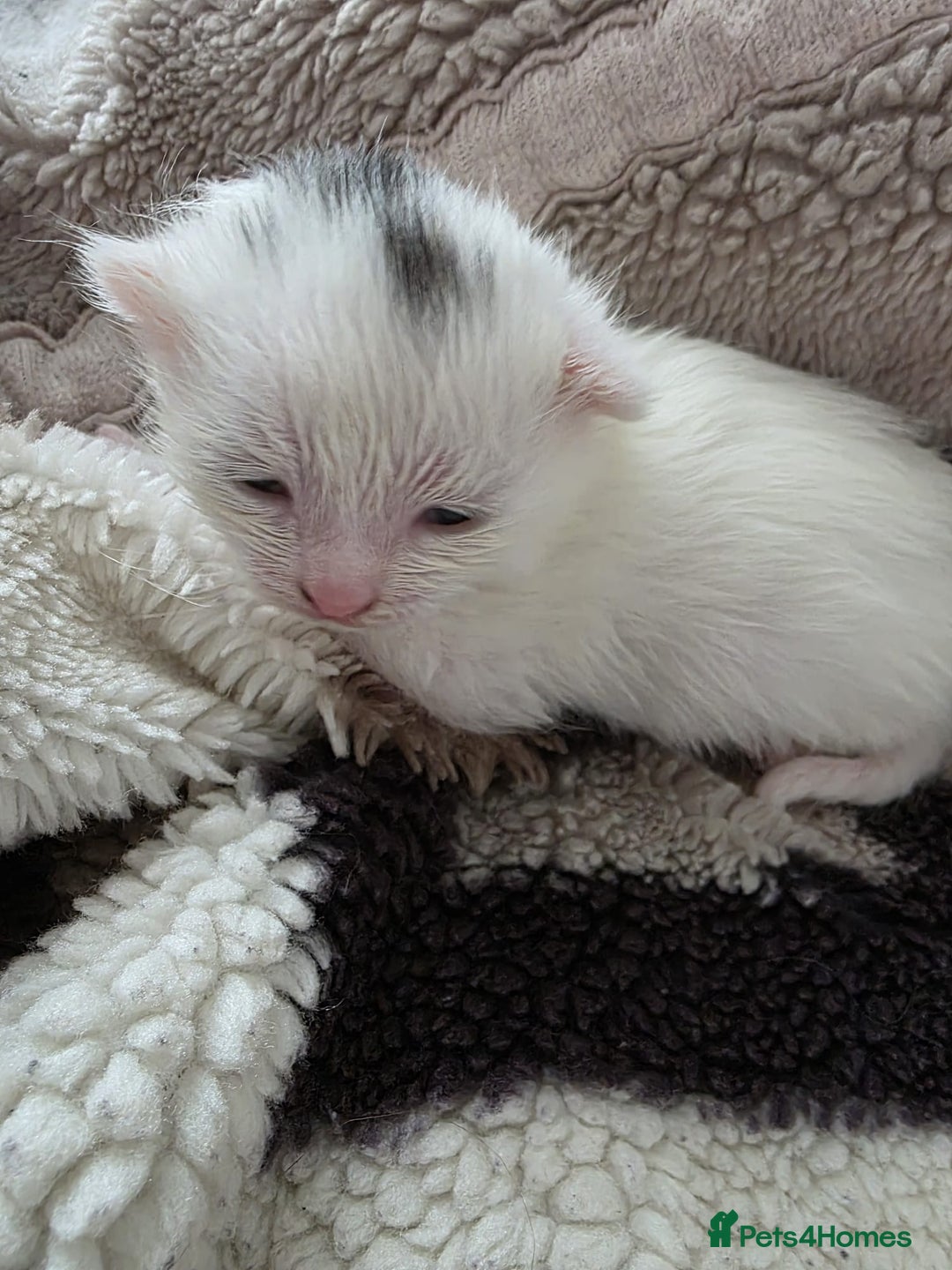 Mixed Breed cats for sale: Mixed kittens😻😽Ragdoll x domestic 🙀👌 - Advert 18