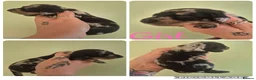 Miniature Dachshund dogs for sale: PRA CLEAR MINIATURE DACHSHUND PUPPIES - Advert 2