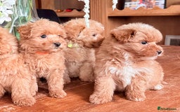 Mixed Breed dogs for sale: STUNNING F1 toy cairn-oodle pups TINY & rare  - Image 4