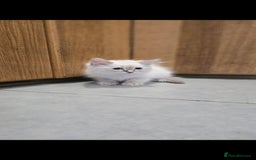 Ragdoll cats for sale: 2 Stunning Ragdolls Kittens Left  - Image 11