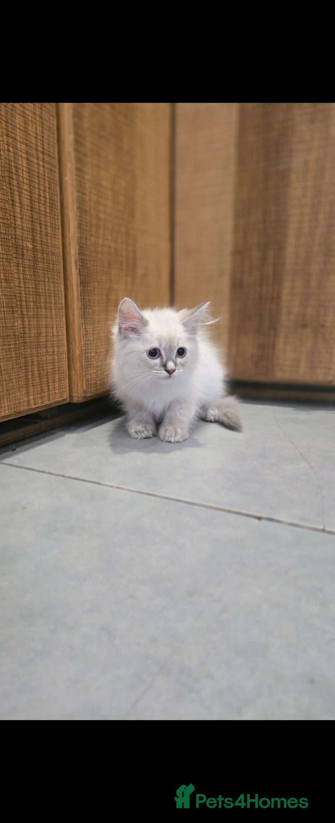 Ragdoll cats for sale: 2 Stunning Ragdolls Kittens Left  - Image 11