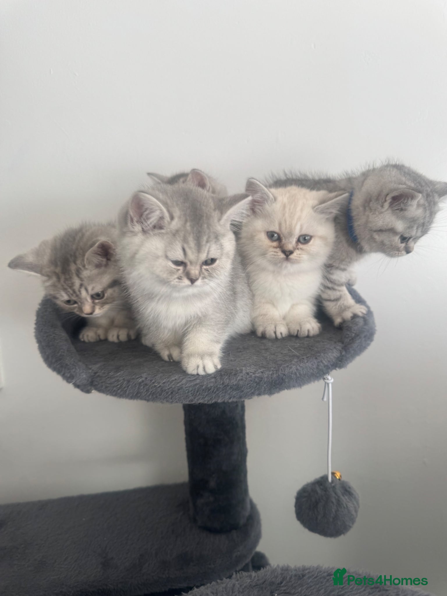 British Shorthair cats 5 Beautiful British Short hair kittens - Advert 1