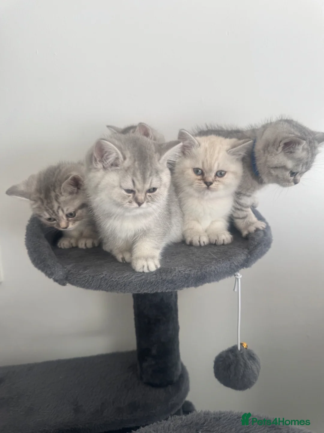 British Shorthair cats for sale: 5 Beautiful British Short hair kittens in Birmingham - Advert 1