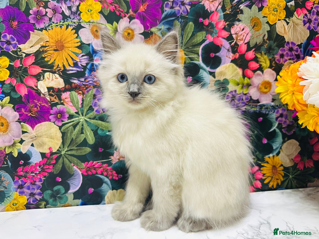 Ragdoll cats for sale: Beautiful Ragdoll Kittens  - Image 11