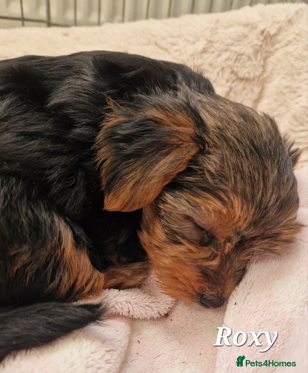 Yorkshire Terrier dogs for sale: Beautiful yorkie puppies - Advert 12