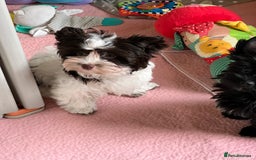 Yorkshire Terrier dogs for sale: Tiny Boys !!! Pedigrees !!! in Coventry - Image 24