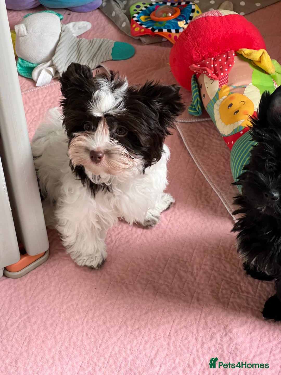 Yorkshire Terrier dogs for sale: Tiny Boys !!! Pedigrees !!! in Coventry - Image 24