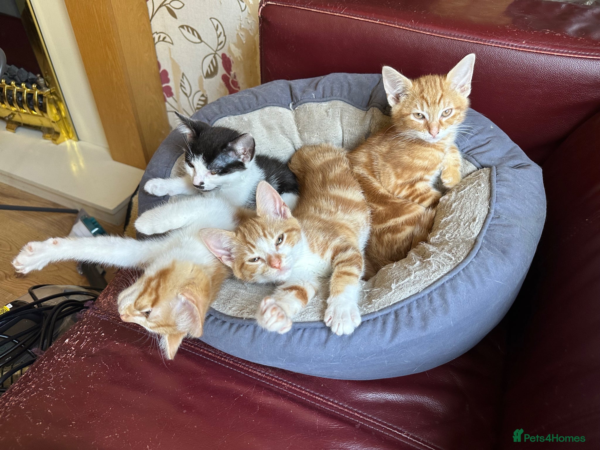 Mixed Breed cats KITTENS: 3 ginger males and one black white female - Advert 8