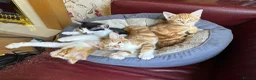 Mixed Breed cats for sale: KITTENS: 3 ginger males and one black white female in Manchester - Advert 2