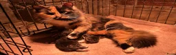 Mixed Breed cats for sale: Beautiful long haired kittens  - Advert 9
