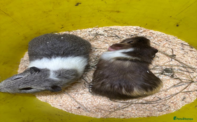 Guinea Pig rodents - Advert 1