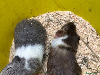Guinea Pig rodents Beautiful baby male agouti guinea pigs - Advert 17