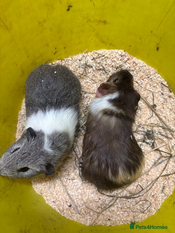 Guinea Pig rodents - Advert 1