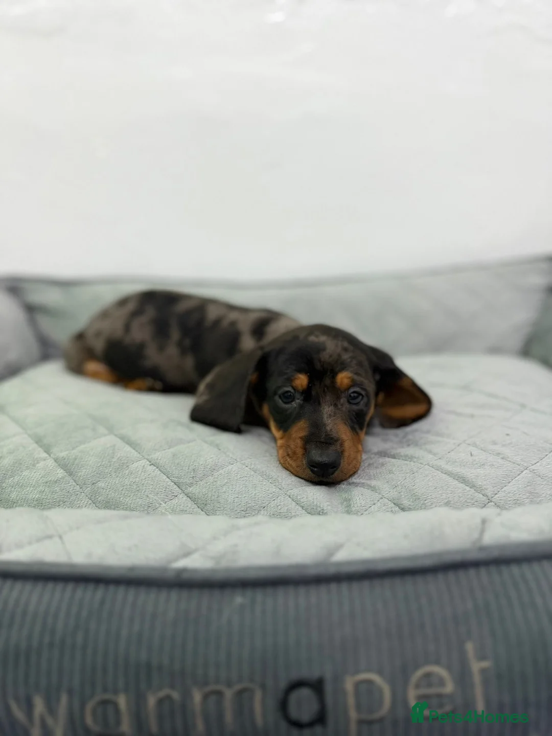 Dachshund dogs for sale: Miniature Dachshund puppies  - Advert 9