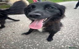 Mixed Breed dogs for adoption: Meet Bailey, currently residing in Cheshire  - Image 2